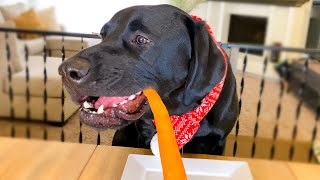 MY DOG REVIEWS RANDOM FOODS by Runner The Labrador 13,151 views 2 years ago 4 minutes, 53 seconds
