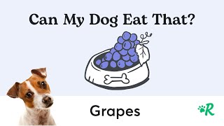 Find Out - Can Dogs REALLY Eat Grapes?