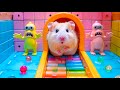 Hamster maze challenge the most difficult maze eve  diy hamster maze