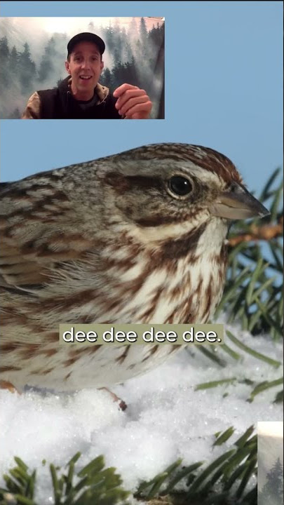 Birding-by-Ear: The Song Sparrow - Chris Outdoors