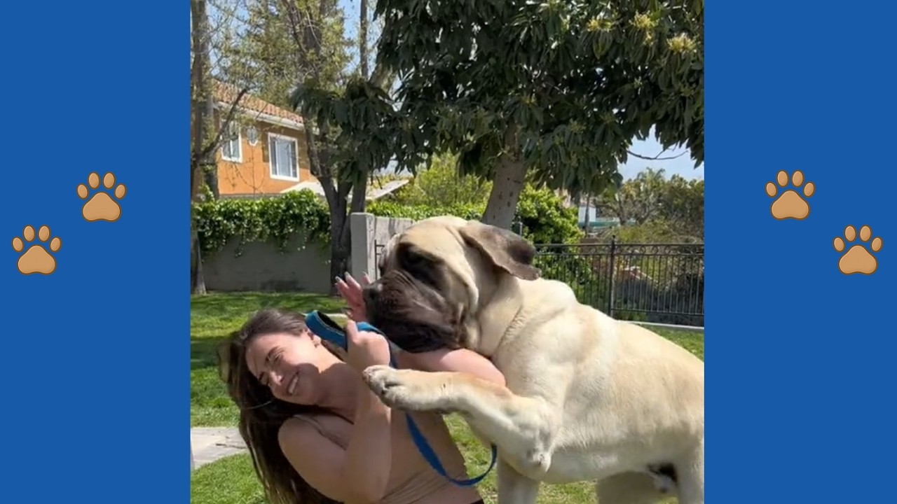 Полиция вызвала 250-фунтового зверя! Шокирующий прыжок Танка навсегда изменил облик района.