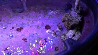 Coraline Algae removal update