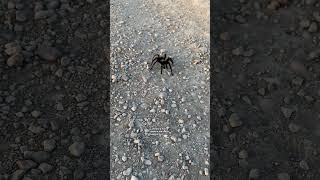 Colorado Has Tarantulas
