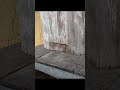 キンリョウヘンに吸い寄せられるニホンミツバチ #Shorts