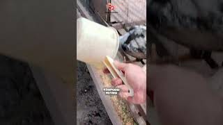 SOLUSI PAKAN AYAM MAHAL DAN HARGA AYAM TURUN