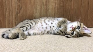睡魔と戦うも完全敗北してしまった子猫…