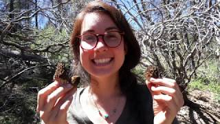 Morel Mushroom Adventures Sierra Nevada California 2019
