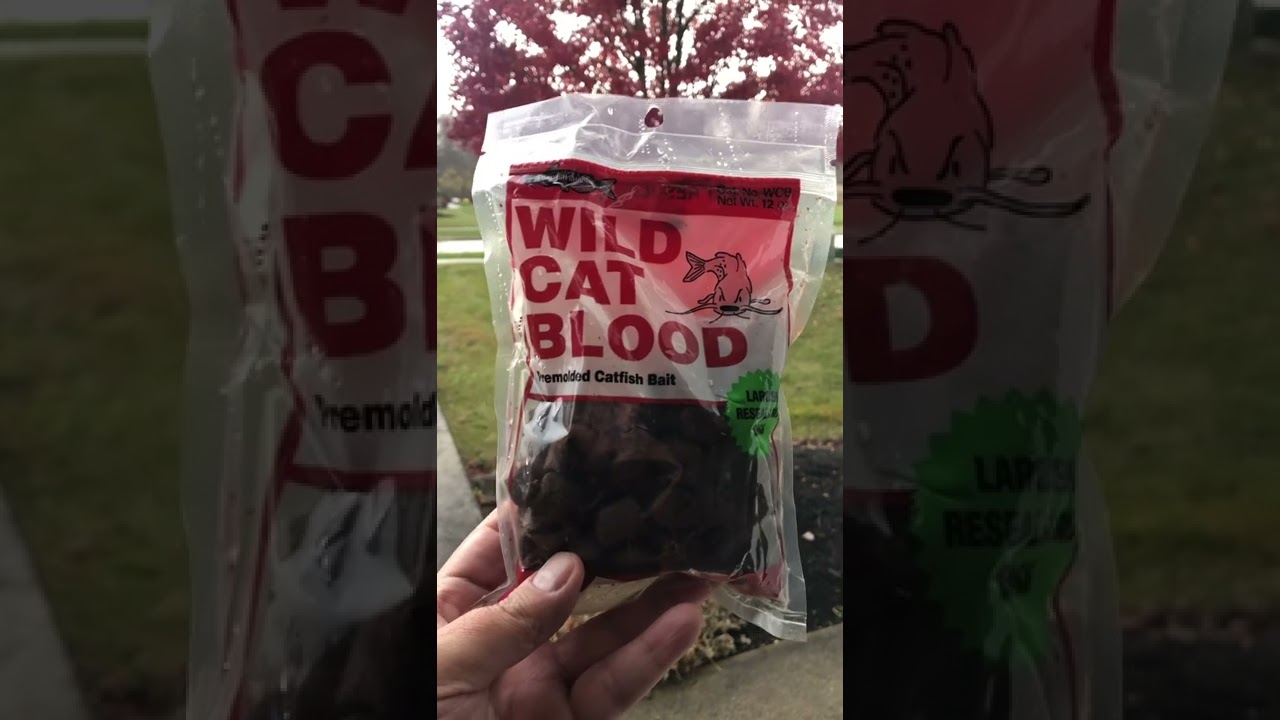 HOTTEST Bait Catches MONSTER FALL CATFISH 🔥 