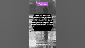 Why do plants need sunlight to grow? #funfacts #facts #shorts