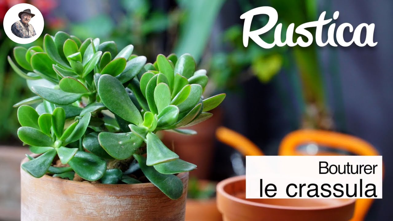 Bouturer crassula -