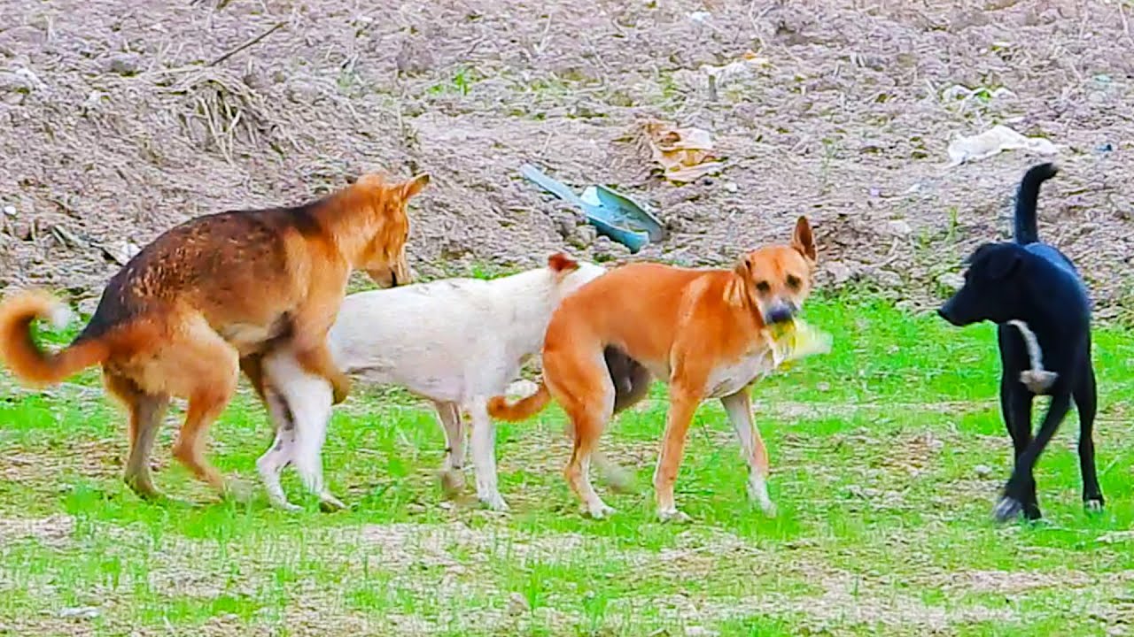 Dogs mating videos