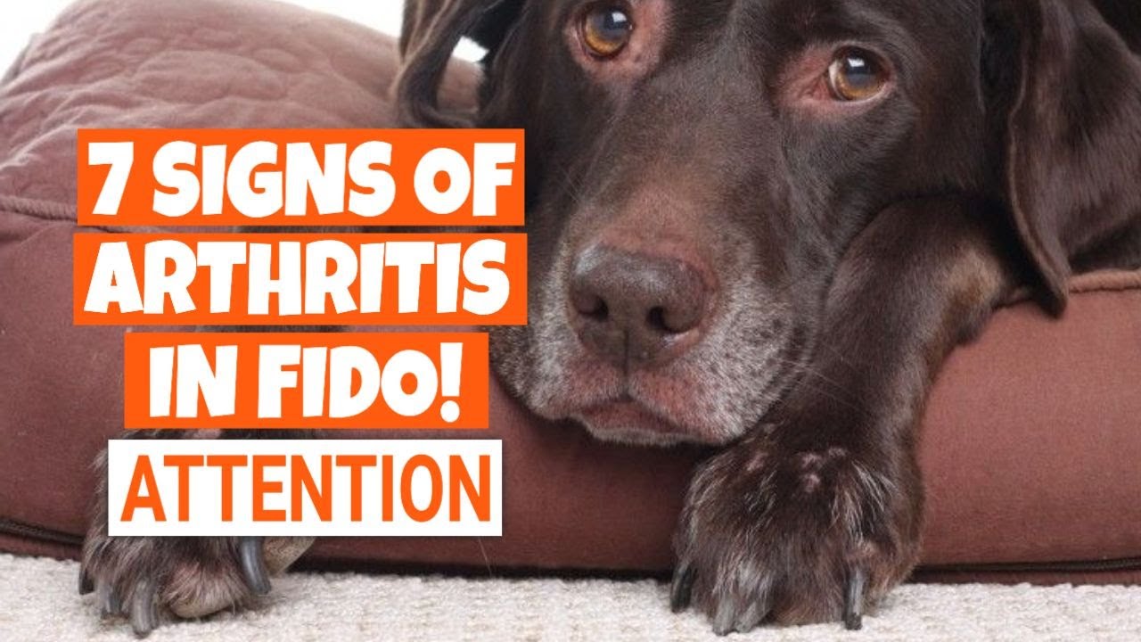 🐶7 most COMMON SIGNS of ARTHRITIS in DOGS YouTube