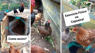 Galos E Galinhas Na Capoeira Sabias Que?