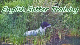 English Setter.Gundog training