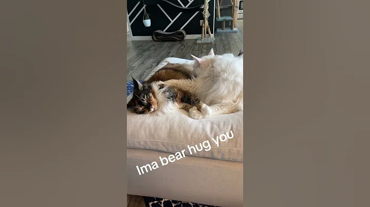 Watch the video about She always wins #mainecoons #gentlegiants #tortietude #calico #sassy