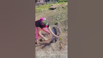 Preparing Rice Terraces: Traditional Farming in Action