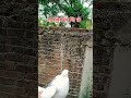 Raja ji viral song bhojpuri song newsong music birds