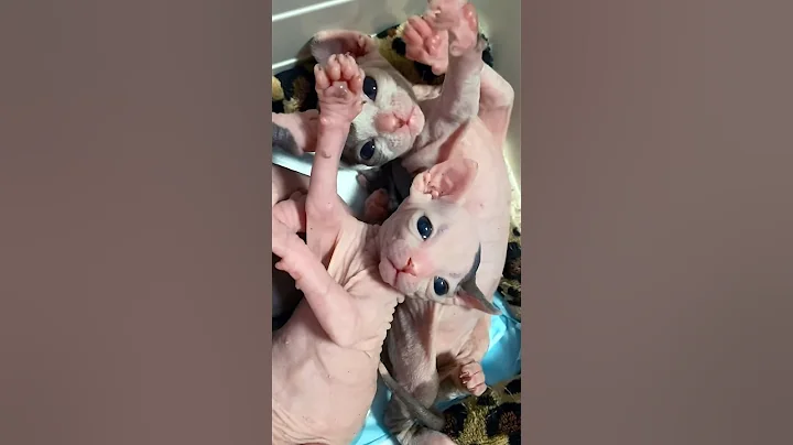 Watch the video about Sphynx Babies Yawning Is The Cutest Thing Ever 😘 #shorts #short #sphynx #cute #cutecat #kitten #cat