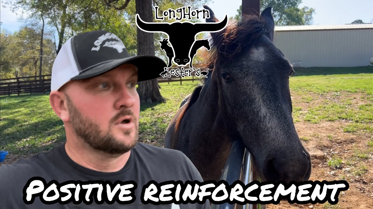 Positive Reinforcement with a Rescue Horse - YouTube