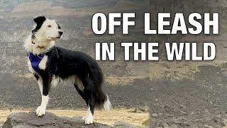 Off Leash Training Around Hidden Dangers by Zak George’s Dog Training Revolution 8,827 views 5 months ago 3 minutes, 34 seconds