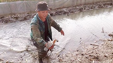 Bắt cá mùa nước cạn ở miền Bắc /Săn bắt ẩm thực vùng quê/tt231