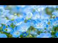 Springtime Splendor 4K | Gentle Bees &amp; Dancing Butterflies 🌷 A Garden Alive with Beauty
