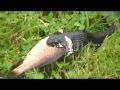 Snake catches and eats a fish.