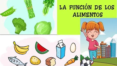 ¿Qué función tienen los alimentos plasticos en el organismo?