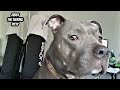 Pitbull Talks &amp; Argues About His Bone Then Gives His Dad Attitude!