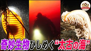 【タスマニアの〈赤い海〉!?】世界で唯一といわれる奇跡の場所…サメや深海魚＆奇妙な生き物たちがひしめく“太古の海”でみたものは!?【どうぶつ奇想天外／WAKUWAKU】