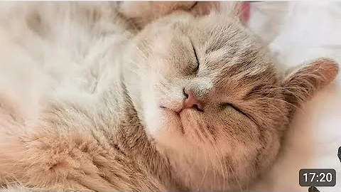 Video 5557551: funniest animals compilation funny, enjoy funniest compilation, laugh funny compilation, funniest cats dogs