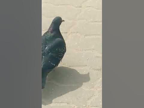 Голубь создал МЕМ! #мем 😂 - YouTube