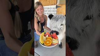 Baby cow taste tests fruit for the first time! #shorts