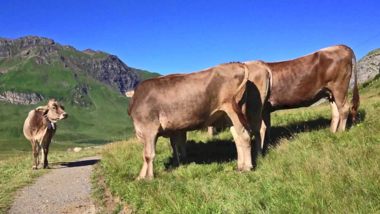 Melchsee-Frutt - Tannalp - Engstlenalp - Jochpass - Trüebsee - Engelberg
