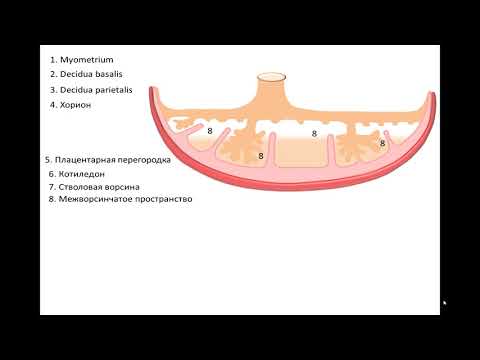 Video: Placenta Volwassenheid