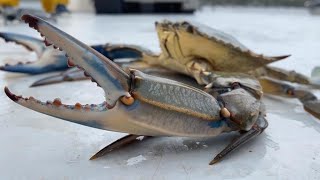 Blue crabs: Alien stowaways in the Mediterranean