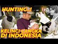 BERBURU KELINCI-KELINCI LANGKA DI INDONESIA #awasracun