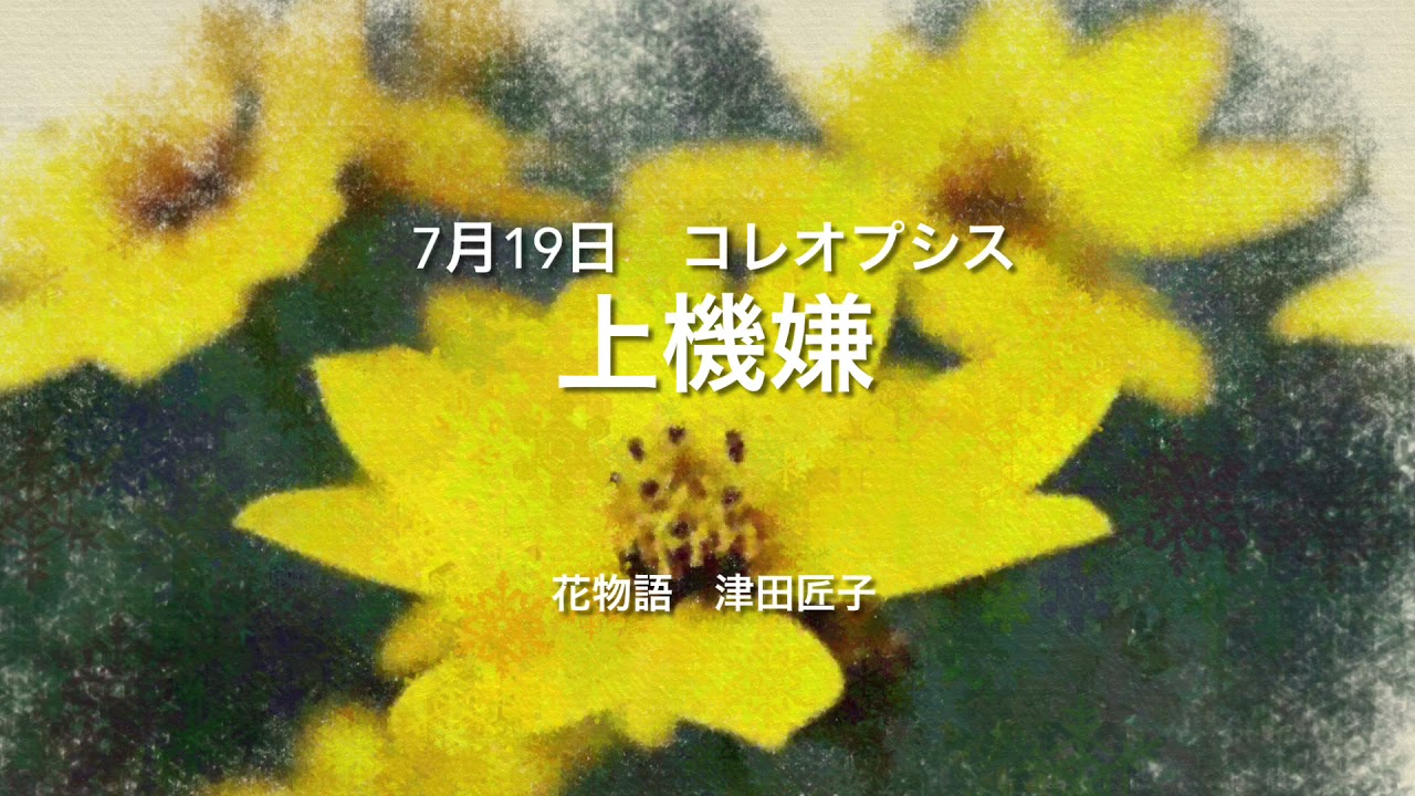 7月19日 誕生花 コレオプシス Youtube
