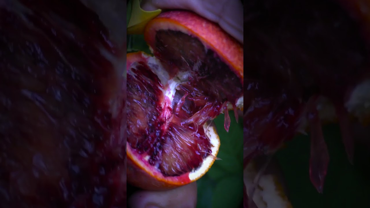 "Blood Orange Bliss  Discover the Captivating Flavor and Beauty"