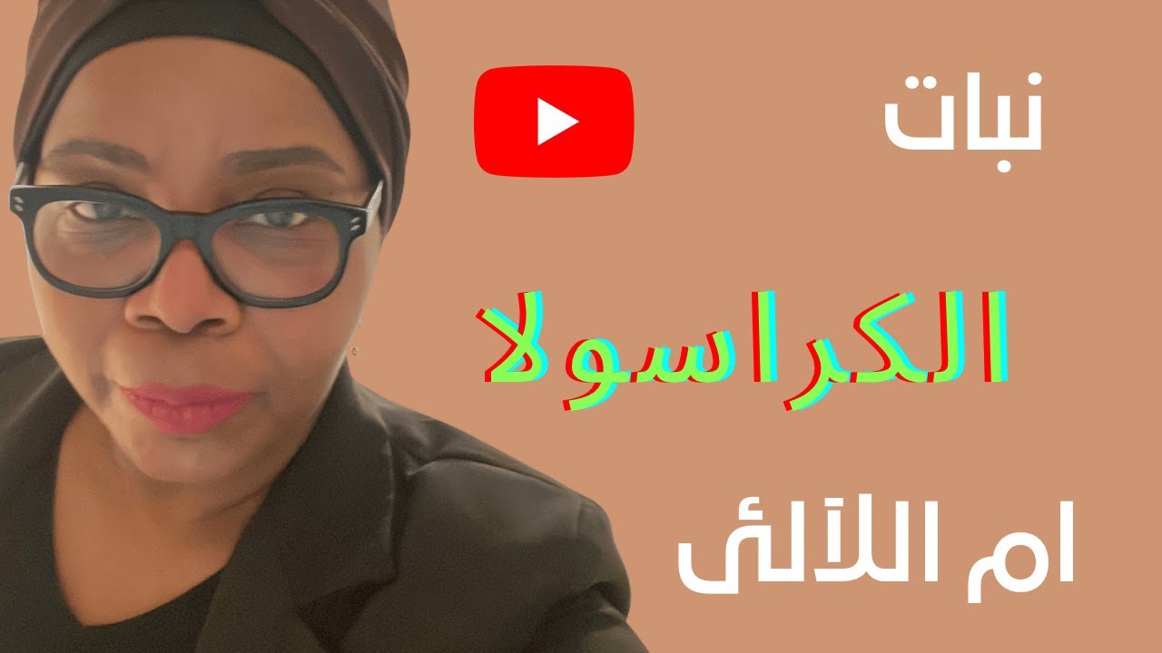 من العصاريات نبات الكراسولا في رعايتي نمو وتجذير