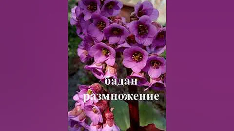 Размножение бадана