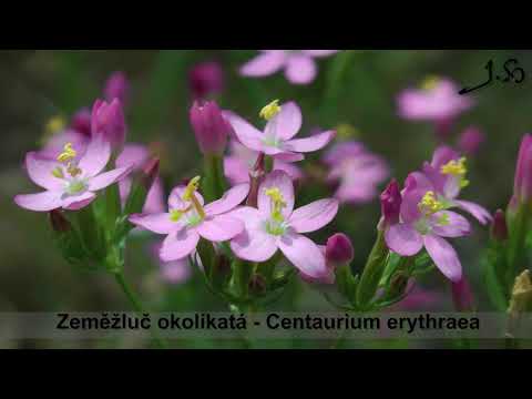 Zeměžluč okolíkatá - Centaurium erythraea