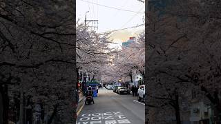 Seoul in full bloom 🌸📍Yanghwaro 6-gil. Taken on 1 Apr 2026. https://naver.me/xWIoVNXB