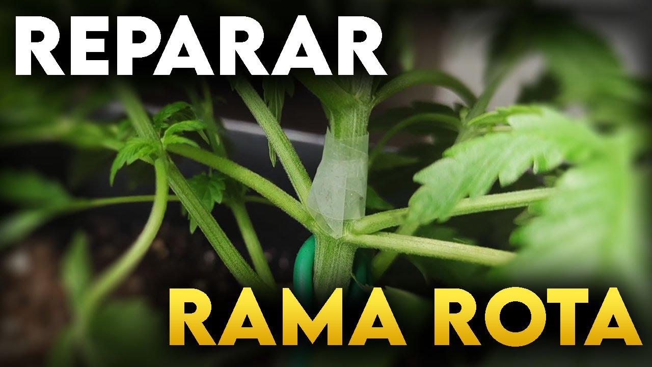 Como reparar una rama de Marihuana Rota o Partida
