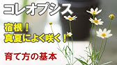 ガウラの育て方 地植えで楽しむ 摘芯 剪定 切り戻し Youtube