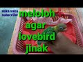 Melatih bahan free fly sedini mungkin,Lovebird free flight