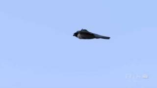 Peregrine Falcon Kills Red Tailed Hawk