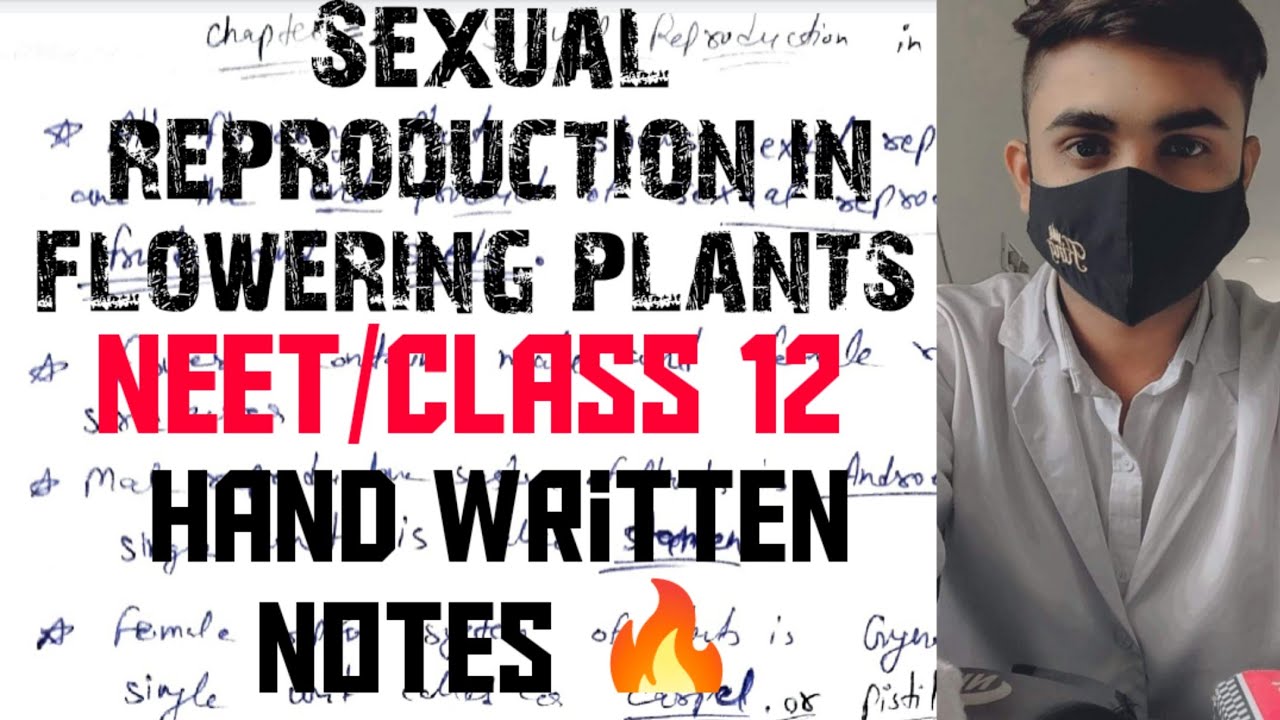 Sexual reproduction in flowering plants/NEET/class 12/hand written