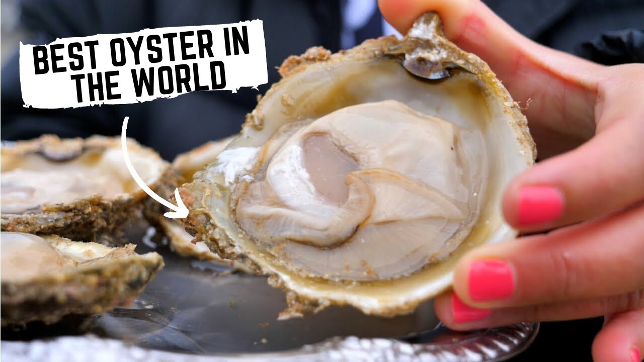Journey of the BLUFF OYSTER from ocean floor to plate | New Zealand Food Tour | Chasing a Plate - Thomas & Sheena