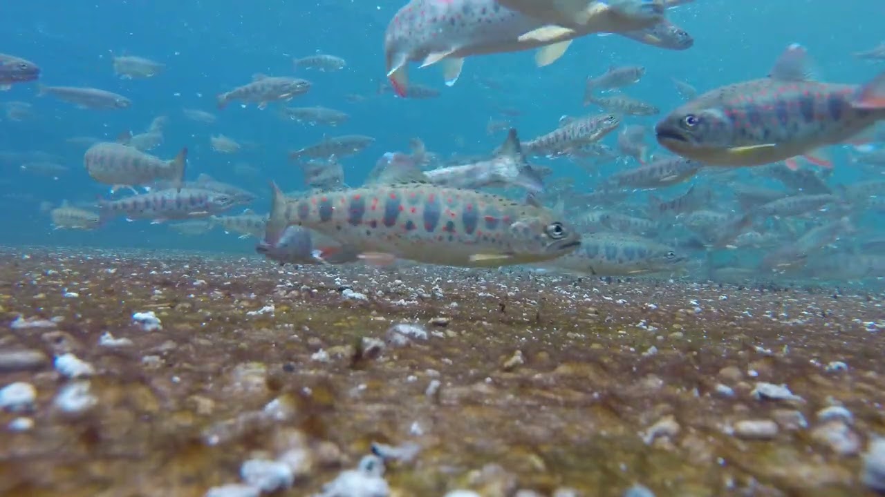 徳島県のアメゴ アマゴ 釣り堀 木魚屋 行ってきた 雑魚釣り師のブログ